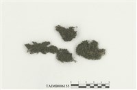 藏品(耳葉蘚屬)的圖片